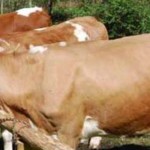 ARGEŞ: Crescătorii de animale sancţionaţi îşi vor primi subvenţiile în...