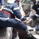CĂLĂRAŞI: Cal salvat de pompieri după ce a căzut într-o groapă