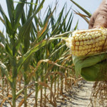 DECIZIE: Producătorii din sectorul vegetal afectaţi de secetă vor fi d...