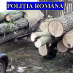PERCHEZIŢII la hoţii de lemne din zona Călineşti-Priboieni, judeţul Ar...